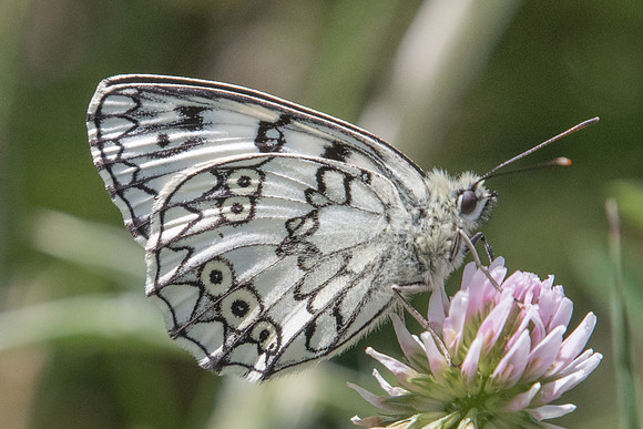 Melanargia russiae ♂-3982 - Llo - 18/07/23