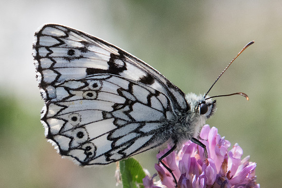 Melanargia russiae ♂-4282 - Llo - 18/07/23