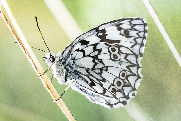 Melanargia russiae ♂- 4253 --Llo - 18/07/23