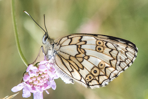 Melanargia russiae ♀-4338 - Llo - 18/07/23