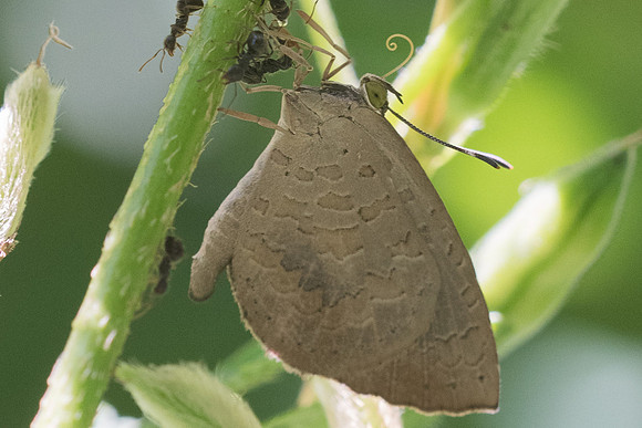 Miletus chinensis learchus-3380 - Chiang Rai - 20/11/23