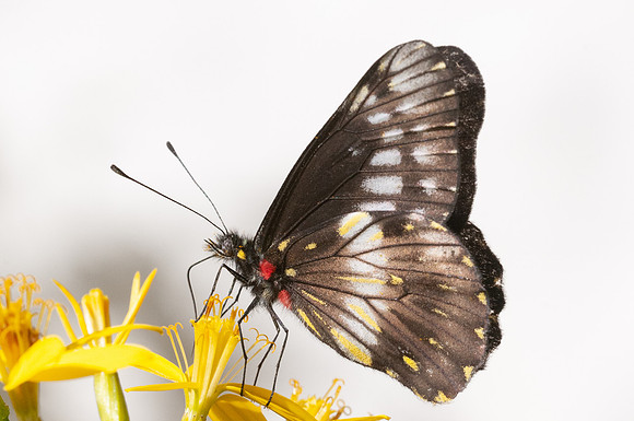 catasticta flisa-4312 - Villa de Leyba - 20/07/15
