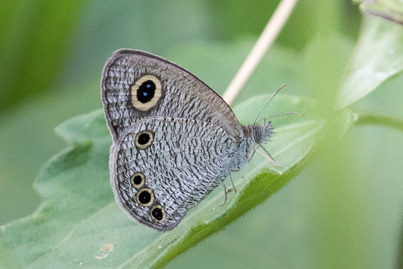 Ypthima huebneri -9472 - Koh Samui - 16/03/23