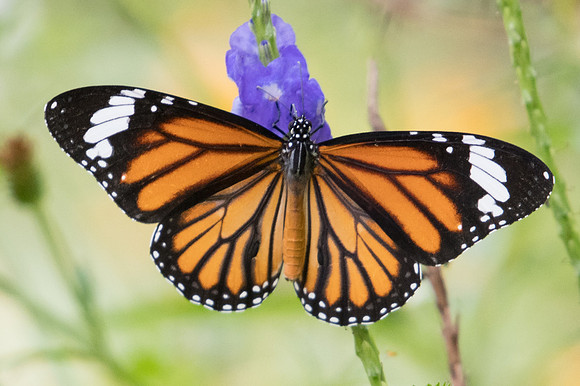 Danaus genutia genutia-9382 - Bangkok - 22/03/23