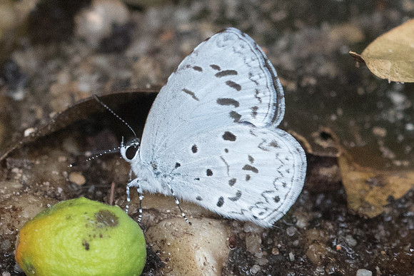 Celatoxia marginata-7021- Chiang Mai - 14/03/23