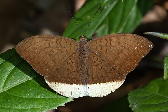 Tanaecia julii -5214 - Doi Inthanon - 24/03/24