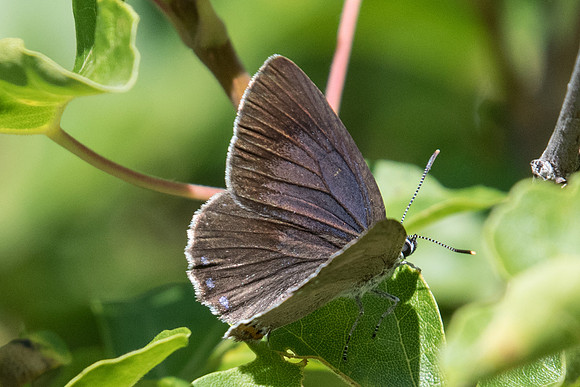 Laeosopis roboris (Thècle du frêne) -3564 - Argentière la bessée - 2/07/20