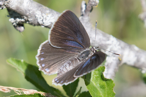 Laeosopis roboris-3710 - Argentière la Bessée - 2/07/20