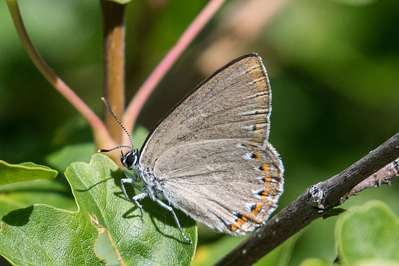 Laeosopis roboris-3553 (Thècle du frêne) - Argentière la bessée - 2/07/20