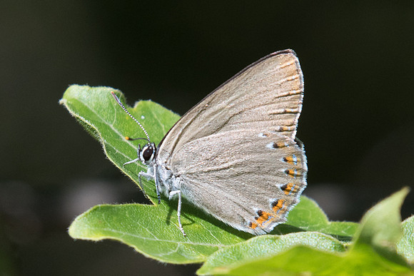 Laeosopis roboris-3698 - Argentière la bessée - 2/07/20