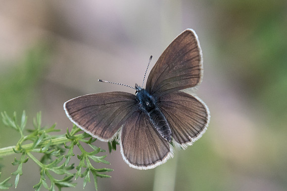 Cyaniris semiargus ♀- 4570 - Col de la cayolle - 06/07/21