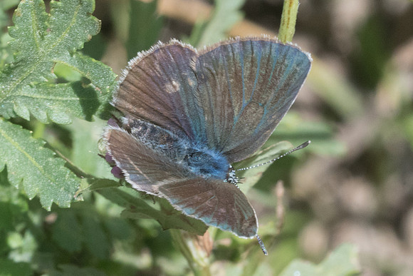 Cyaniris semiargus ♀ 6249 -  Llo - 20/07/23