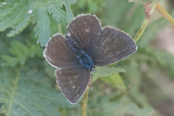 Cyaniris semiargus ♀ - 6255 - Llo - 20/07/23