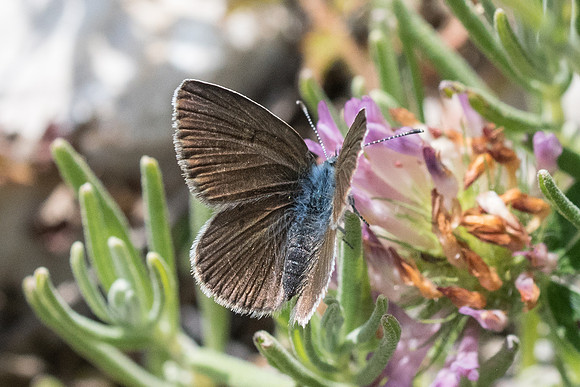 Cyaniris semiargus ♀-0493 - Gréolières les neiges - 27/06/20