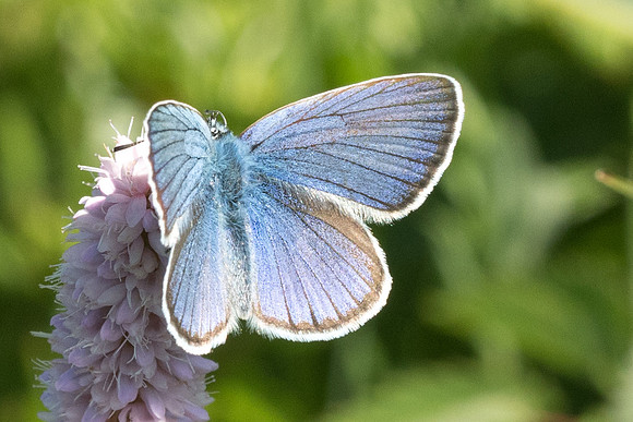 Cyaniris semiargus ♂-1086 - Noël-Cerneux - 10/06/22