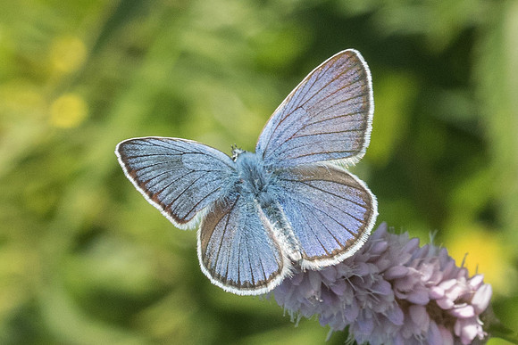 Cyaniris semiargus ♂-1084 - Noël-Cerneux - 10/06/22