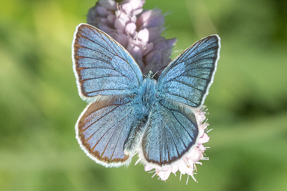 Cyaniris semiargus ♂-1089 - Noël-Cerneux - 10/06/22