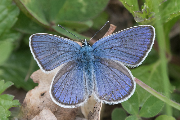 Cyaniris semiargus ♂-7610 - Cipières - 15/05/21