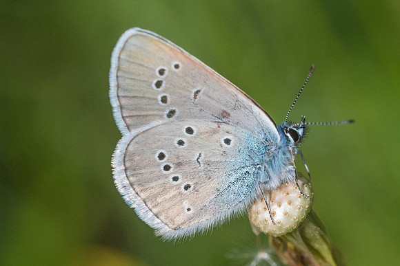 Cyaniris semiargus-2850 - Lac de Bouillousse - 17/07/23