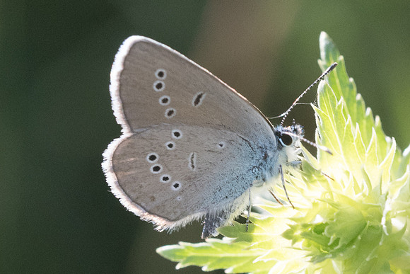 Cyaniris semiargus - 3331 - Llo - 18/07/23