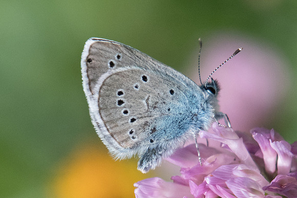 Cyaniris semiargus - 4121 - Llo - 8/07/23
