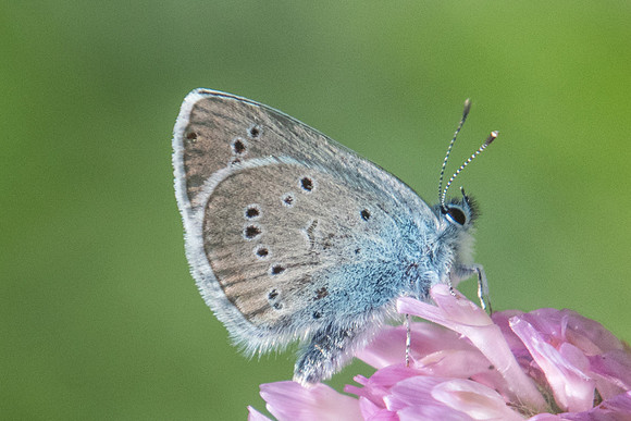 Cyaniris semiargus - 4126 - Llo - 18/07/23