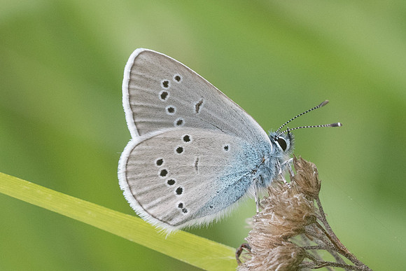 Cyaniris semiargus-7633 - Cipières - 15/05/21