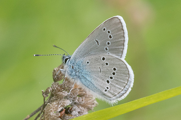 Cyaniris semiargus-7625 - Cipières - 15/05/21