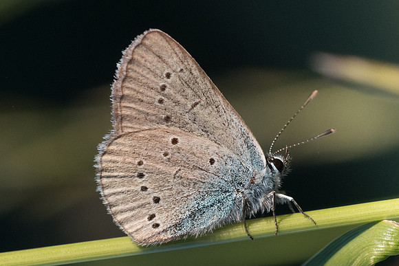 Cyaniris semiargus ♀-1123 - Pierrefontaine-les-Varans - 10/06/22