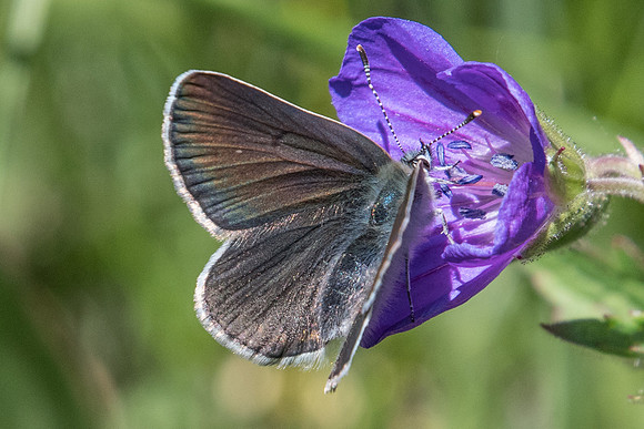 Eumedonia eumedon-2207 - Nevache - 2/07/21