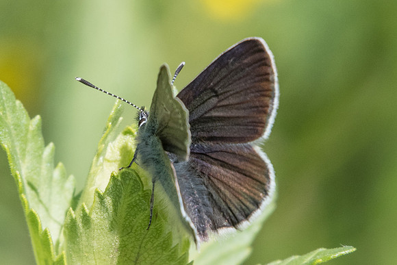 Eumedonia eumedon-3469 - Launes (Beuil) - 25/06/21
