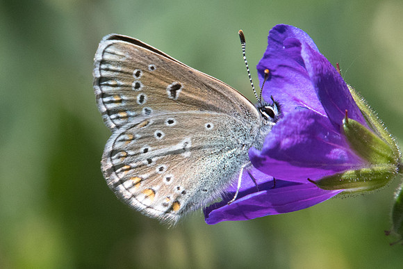 Eumedonia eumedon-2194 - Nevache - 2/07/21