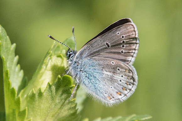 Eumedonia eumedon-3452 - Launes (beuil) - 1500 m - 25/06/21