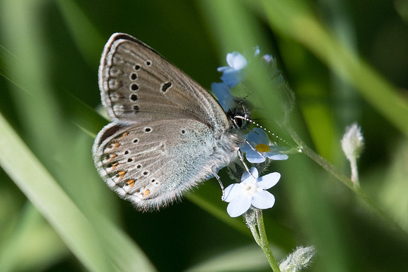 Eumedonia eumedon ♂-3915 - Estenc (1780 m) - 5/07/21
