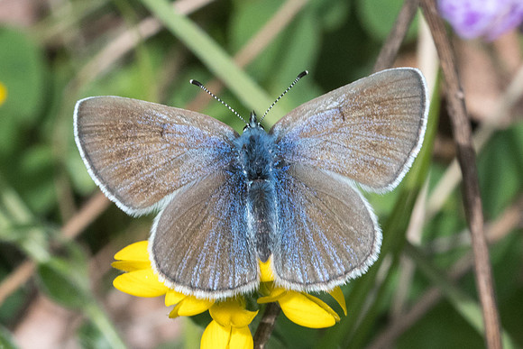 Glaucopsyche alexis ♀-7400 - Cipières - 15/05/21