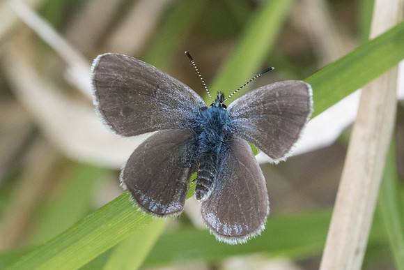 Glaucopsyche alexis ♀ -7533 - Cipières - 15/05/21