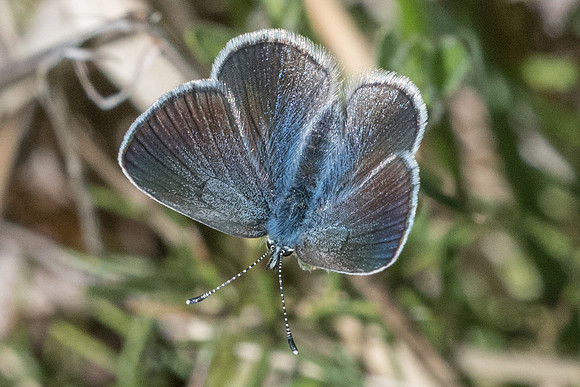 Glaucopsyche alexis ♀-2793 Cipières - 7/05/21