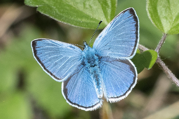 Glaucopsyche alexis ♂-3389 - Peille - 8/05/21