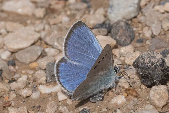 Glaucopsyche alexis ♂-5026 - Cipières - 12/05/21