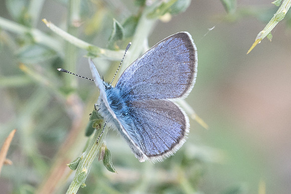 Glaucopsyche alexis ♂-4572 - Sournia - 19/05/22