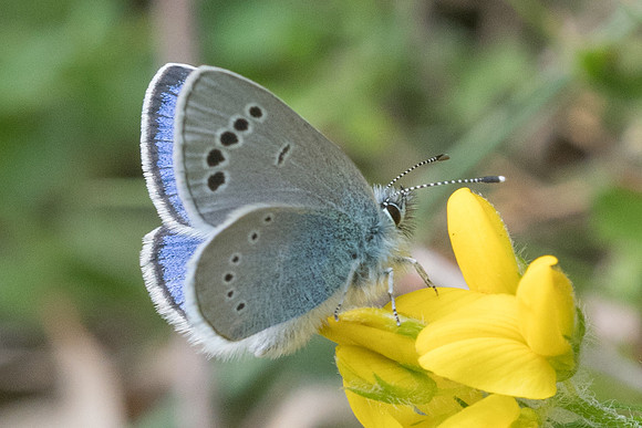 Glaucopsyche alexis ♂-5339 - Cipières - 12/05/21