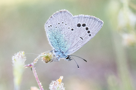 Glaucopsyche alexis-0199 Gréolières les neiges - 27/06/20