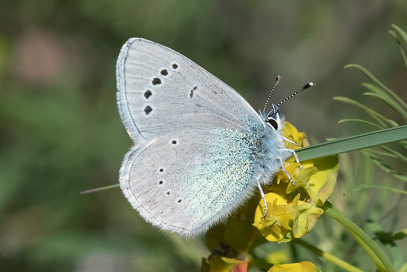 Glaucopsyche alexis-4286 - Cipières 12/05/21