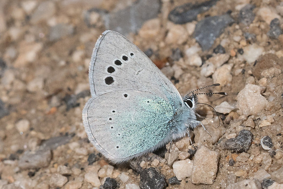 Glaucopsyche alexis-5010 - Cipières - 12/05/21