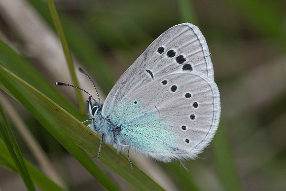 Glaucopsyche alexis-6766 - Cipières - 15/05/21