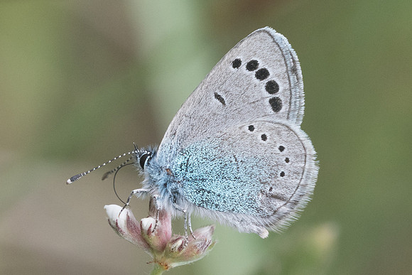 Glaucopsyche alexis ♂-4592 - Sournia - 19/05/22