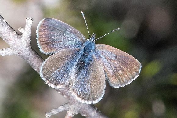 Glaucopsyche melanops ♀ -9931 Belgentier 13/04/61