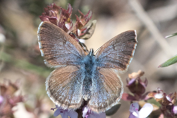 Glaucopsyche melanops ♀- 1883 - Belgentier - 18/04/21