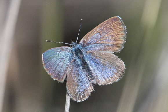 Glaucopsyche melanops ♀- 0396 - Belgentier 13/04/21