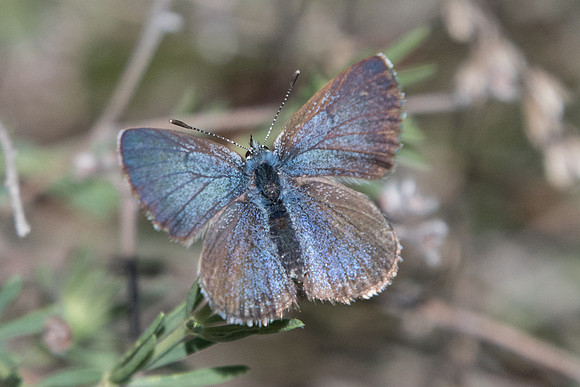 Glaucopsyche melanops ♀- 0429 - Belgentier - 13/04/21